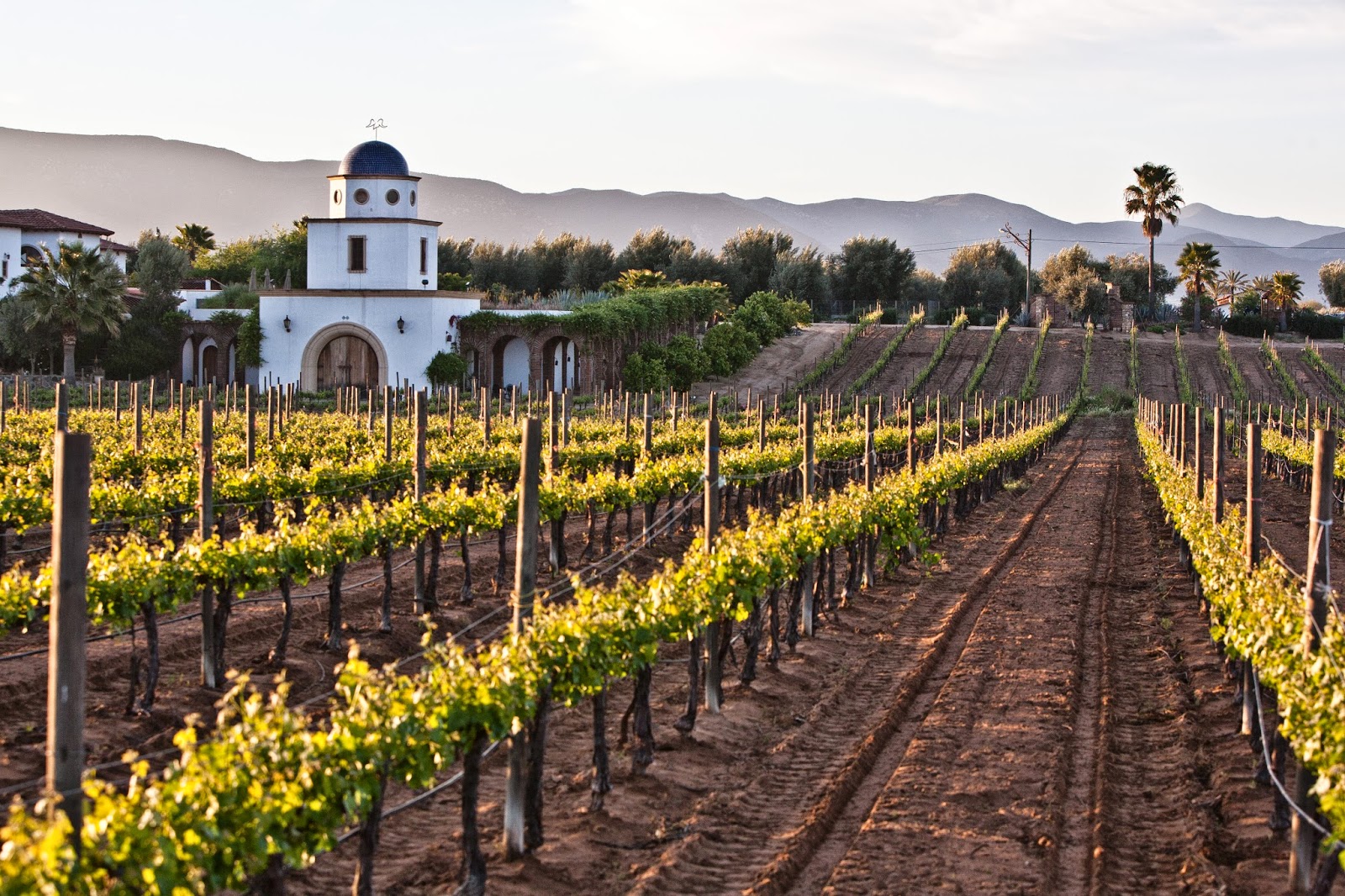 Tailored Wine Travel Itineraries | The Wine Consul
Unforgettable wine journeys itineraries curated by a certified sommelier travel agent. From Ontario gems to global vineyard escapes.
